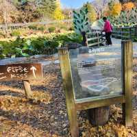 Nami Island:Fall Vibes in Winter Sonata Land