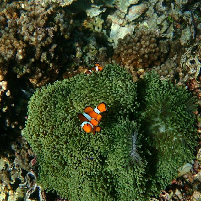 Iboih, Aceh snorkeling.. moment to joy