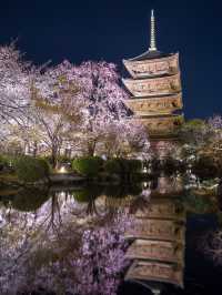 【桜といえば京都！✨】京都で見て欲しい桜スポット紹介！🌸 