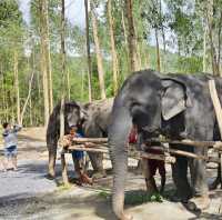 Elephant Care park Phuket