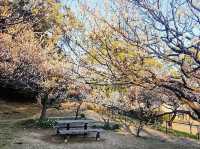 Park in Yokodai