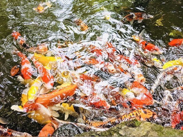 Hua Hin Safari & Adventure Park 