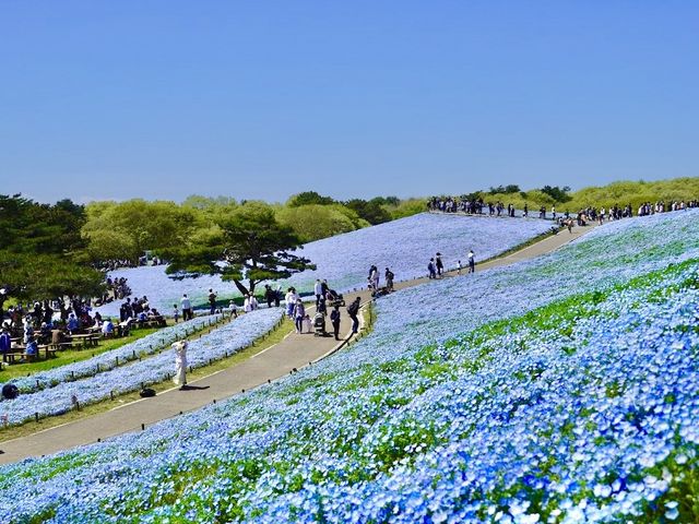 Miharashi no Oka 