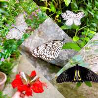 Entopia Butterfly Farm for Nature Lovers