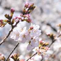 Most popular Cherry Blossom in Tokyo 