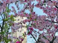 Flowering cherry blossoms in Kathmandu.