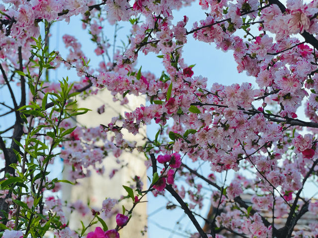 Flowering cherry blossoms in Kathmandu.