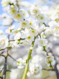  【三重】一度は見たい春の絶景！展望台から見渡せる梅🌸 