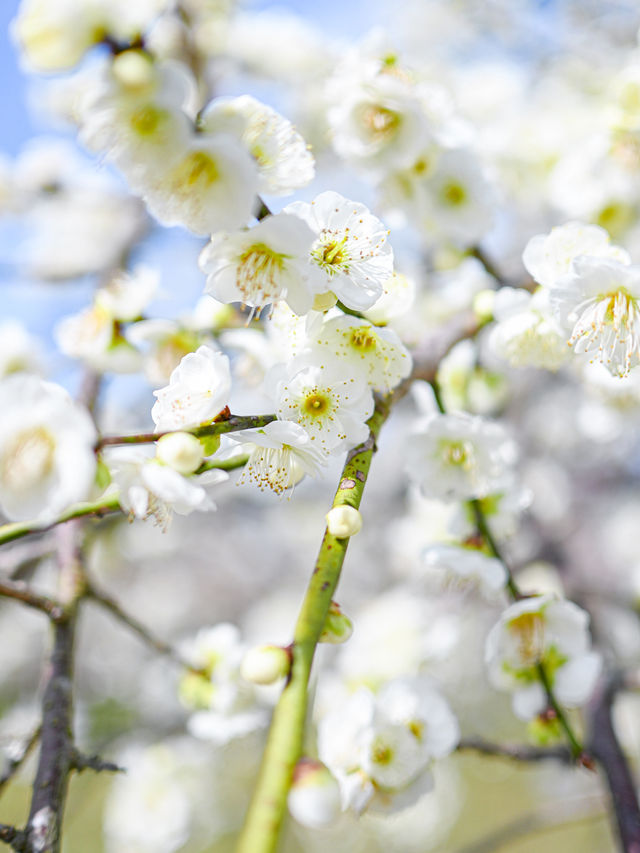  【三重】一度は見たい春の絶景！展望台から見渡せる梅🌸 
