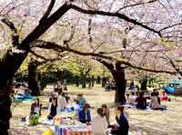 Cherry Blossoms Garden 