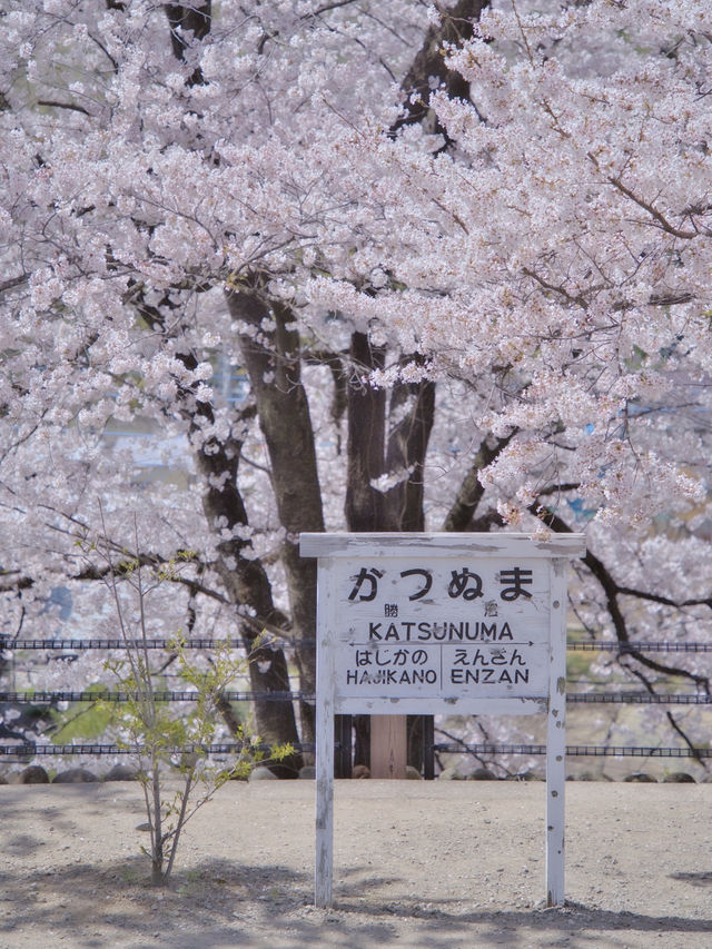 【山梨・桜】混雑回避はココ‼️レトロな雰囲気が出る桜咲くホーム跡🌸※マップ付き