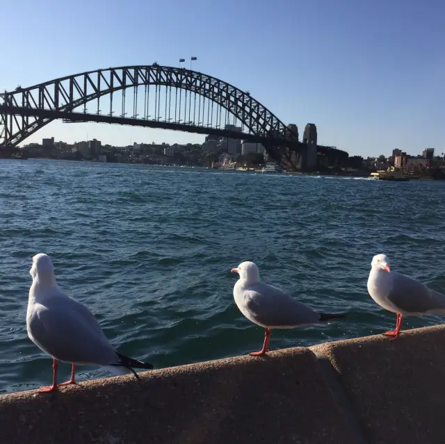 Sydney Harbour Bridge 🌉 