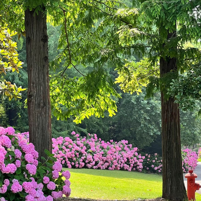 【臺北景點】花博公園繡球花海，洗滌身心疲憊