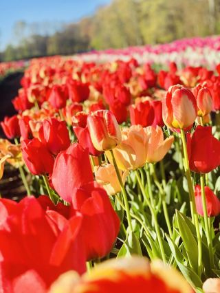 Wicked Tulips Flower Farm