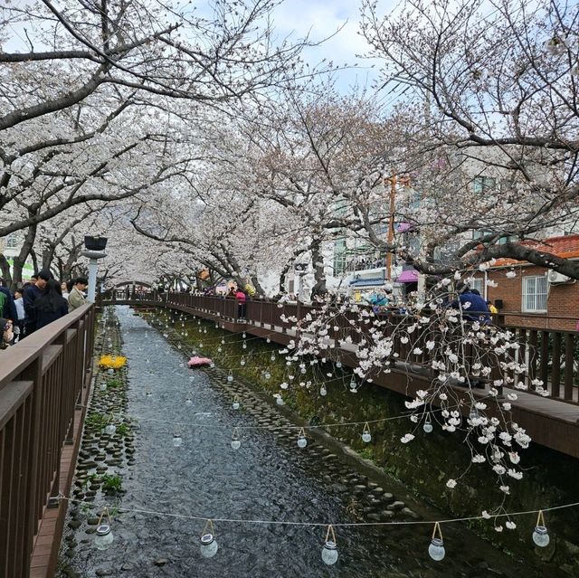 驚心動魄的鎮海櫻花🌸