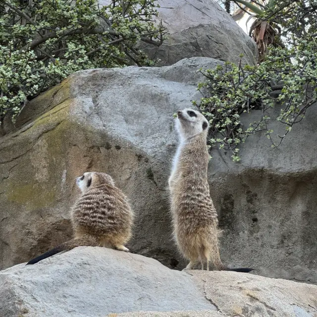 Los Angeles Zoo 로스엔젤레스 동물원 후기🐒
