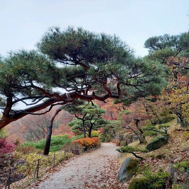 국내 최고의 숲 "화담숲"