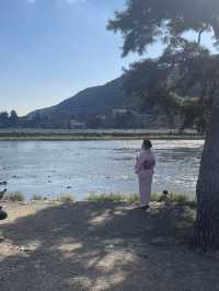 Arashiyama 🌳✨