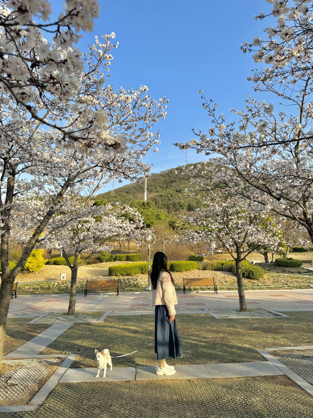 대구 수성구 꽃놀이와 피크닉 하기 좋은 벚꽃명소 대구스타디움 