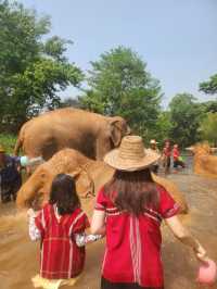 코끼리를 안고 쓰다듬고 씻겨줄수 있다?!🐘치앙마이 커쇼우 코끼리 캠프