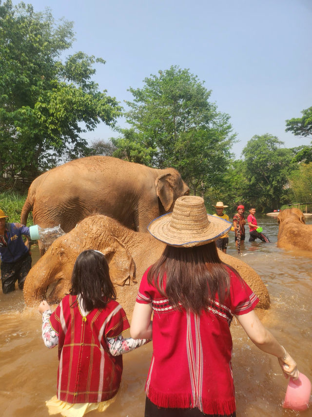 코끼리를 안고 쓰다듬고 씻겨줄수 있다?!🐘치앙마이 커쇼우 코끼리 캠프