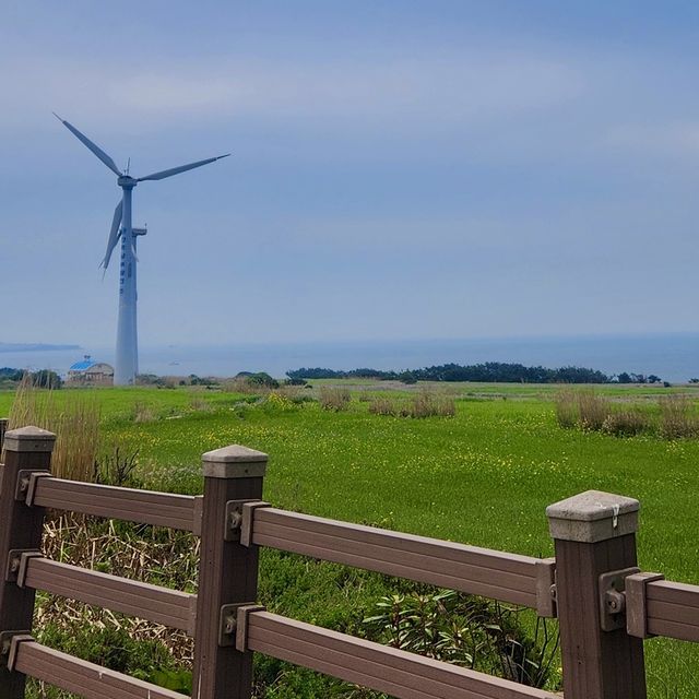 푸릇푸릇한 제주의 봄날, 가파도☘️