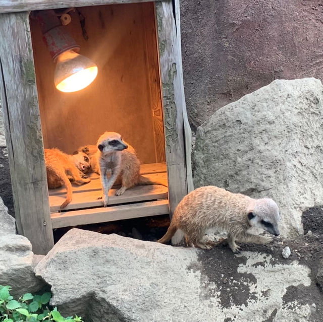 【カピバラ好きには必見★】伊豆シャボテン動物公園