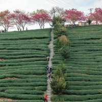 臺北貓空觀光茶園：小火車遊園獨特體驗