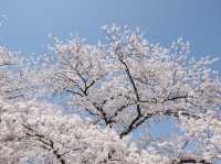 Maizuru Park จุดชมซากุระเมืองฟุกุโอกะ