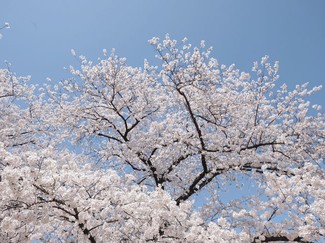 Maizuru Park จุดชมซากุระเมืองฟุกุโอกะ