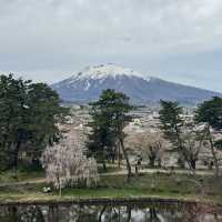 【青森】みちのく三大桜の名所で楽しもう🌸