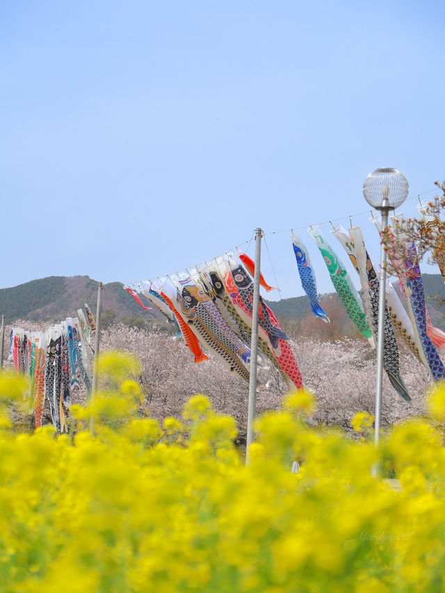 【栃木】桜と春風に揺れる🎏公園