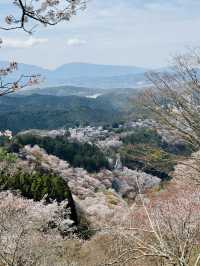 【奈良・吉野】一目で千本の桜をながめる