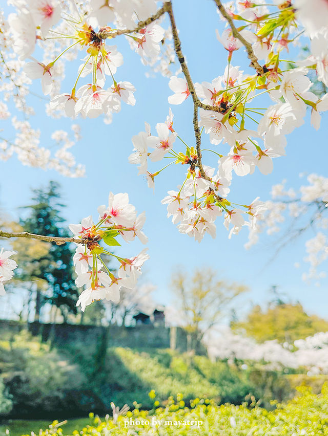  【福島】桜の季節に行ったら城が埋もれていた