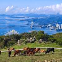 香港深度遊推薦\到郊野公園爬山看美景