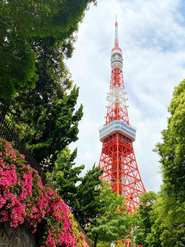 【浪漫東京鐵塔】五月芝公園玫瑰花盛放