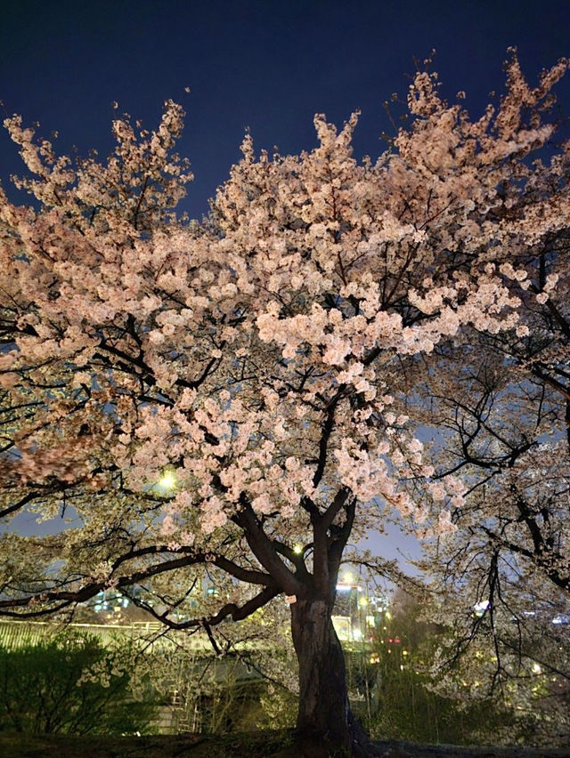 봄만 오면 가는 내 원픽🌸