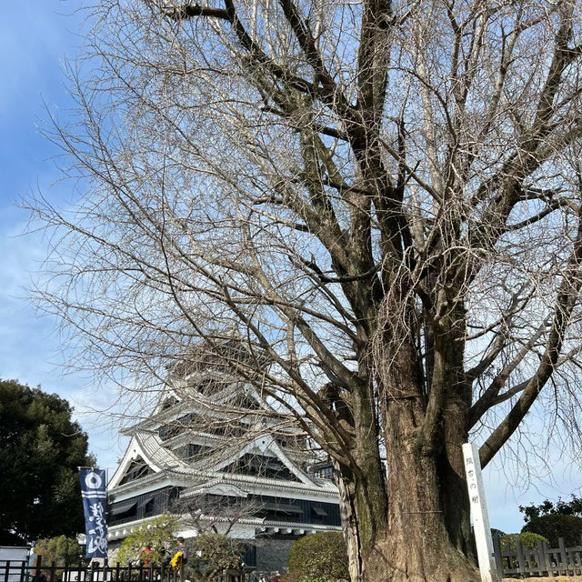 弘前城：春天好去處