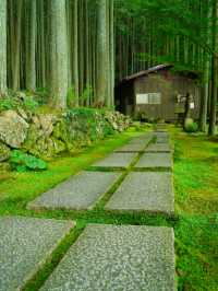 【愛媛】苔に癒される落ち着く空間☺️
