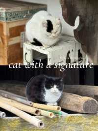【栃木】猫好きは絶対に行ってほしい🐈かわいい御朱印のある神社