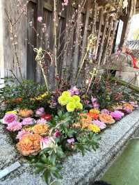【京都観光】願い事がひとつ叶う｢ナデ牛｣のいる北野天満宮へ🌸