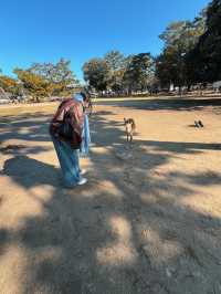 หนีแมวมาหากวางที่นารา NARA , JAPAN