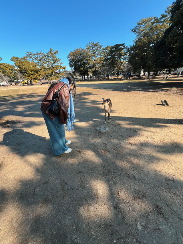 หนีแมวมาหากวางที่นารา NARA , JAPAN