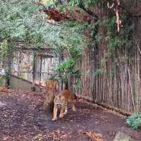 墨爾本動物園 Melbourne Zoo 
