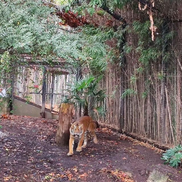 墨爾本動物園 Melbourne Zoo 