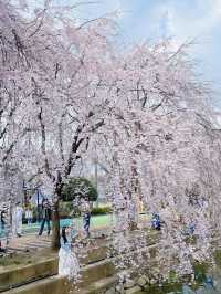 🌸동화 속 같은 몽글몽글한 벚꽃 커튼이 있는 이 곳🌸