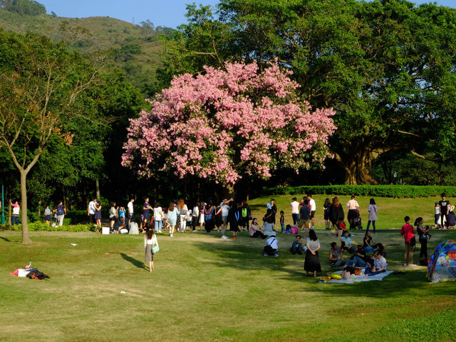 【春天好去處】「迪欣湖」：美人樹下野餐🧺，人生一大樂事‼️