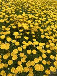 【淡路島観光】海を見渡せる100個の花壇の花々に癒される🌸🌼