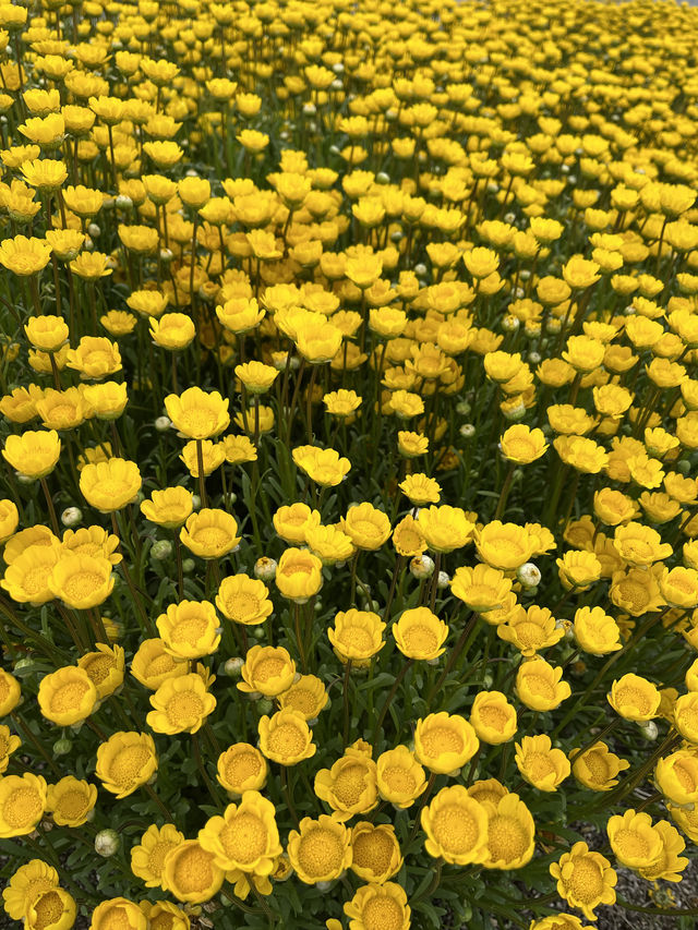 【淡路島観光】海を見渡せる100個の花壇の花々に癒される🌸🌼