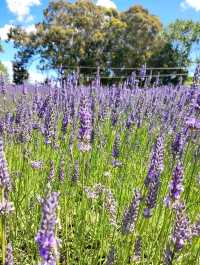 Pick Your Own Lavender 🪻
